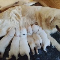 Chiots golden retriever lof #0
