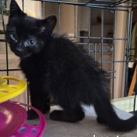 Beauty à l'adoption