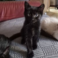 Beauty à l'adoption