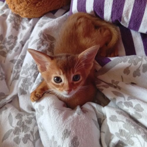 Chaton abyssin sorrel à vendre #0