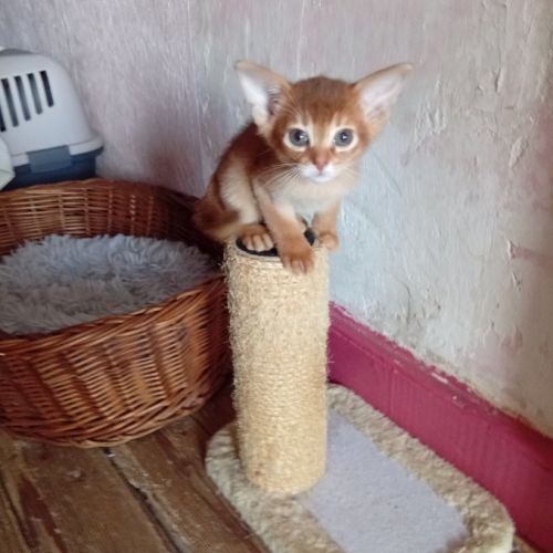 Chaton abyssin sorrel à vendre #2