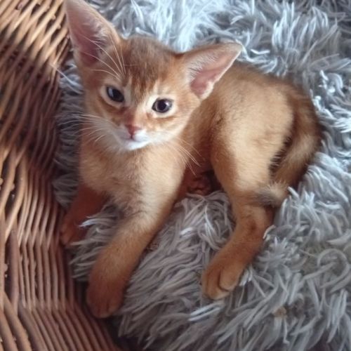 Chaton abyssin sorrel à vendre #3