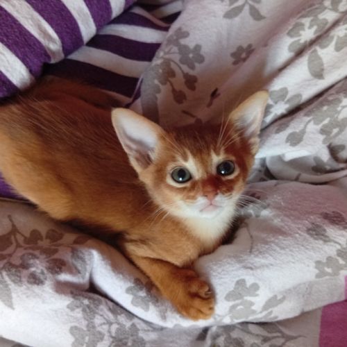 Chaton abyssin sorrel à vendre #4