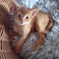 Chaton abyssin sorrel à vendre #3