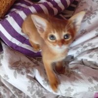 Chaton abyssin sorrel à vendre #5