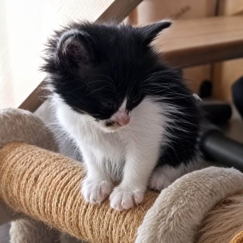 Chaton cassis #0