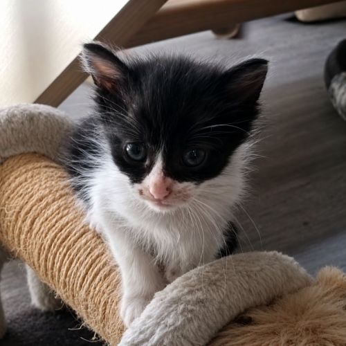 Chaton cassis #3