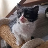 Chaton cassis #2