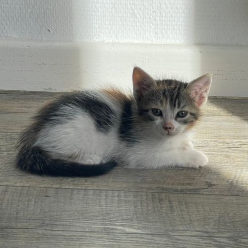 Trinité à l'adoption #0