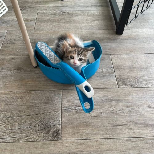 Trinité à l'adoption #3