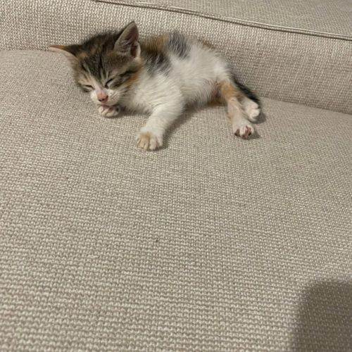 Trinité à l'adoption #5