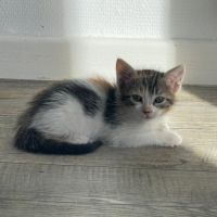 Trinité à l'adoption