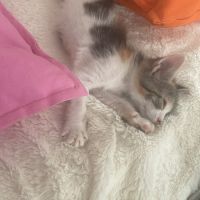 Trinité à l'adoption #2