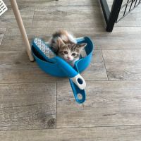Trinité à l'adoption #3