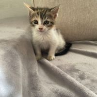 Trinité à l'adoption #4