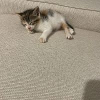 Trinité à l'adoption #5