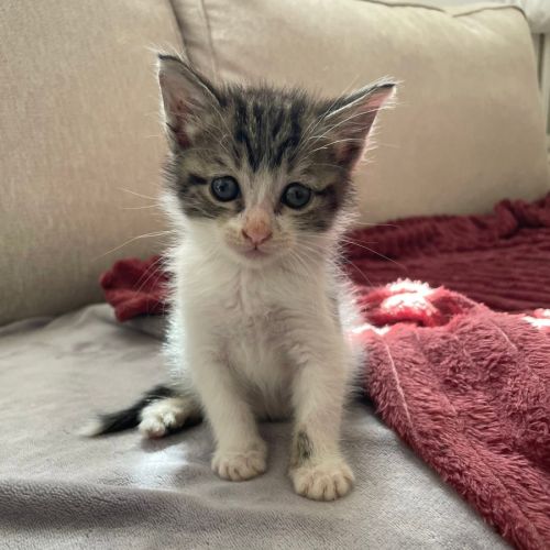 Ferdinand à l'adoption #0