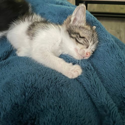 Ferdinand à l'adoption #2