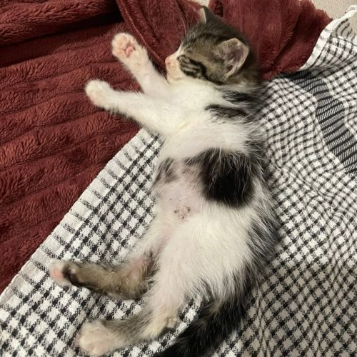 Ferdinand à l'adoption #3