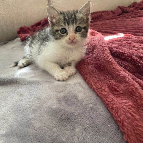 Ferdinand à l'adoption #5