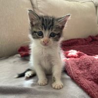 Ferdinand à l'adoption