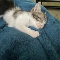 Ferdinand à l'adoption #2