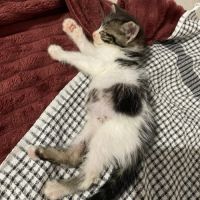Ferdinand à l'adoption #3