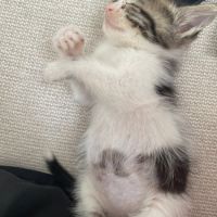 Ferdinand à l'adoption #4