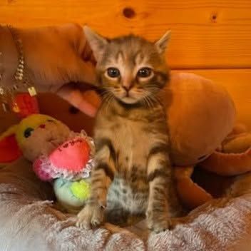 Chaton gabine #0