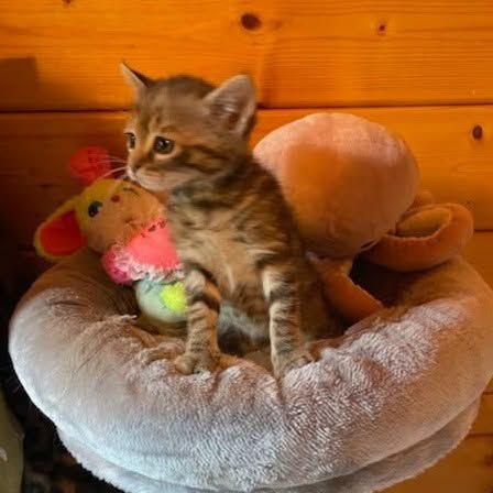 Chaton gabine #2