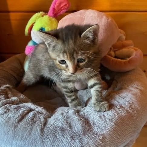 Chaton gabine #3