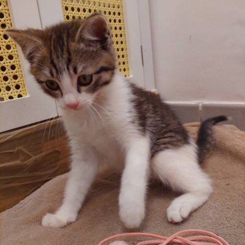 Chouchou à l'adoption #0