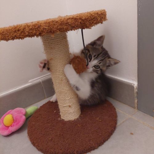 Chouchou à l'adoption #2
