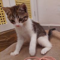 Chouchou à l'adoption