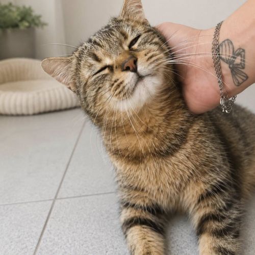 Chat mamounette #0