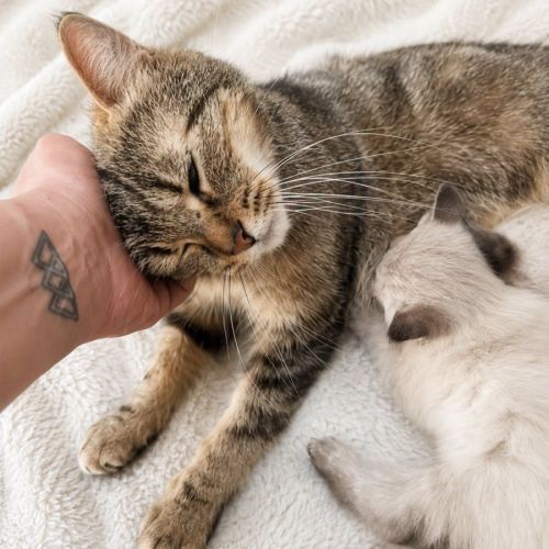 Chat mamounette #3