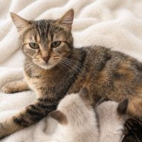 Chat mamounette #1