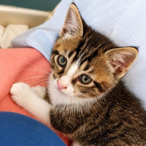 Chaton piment #0