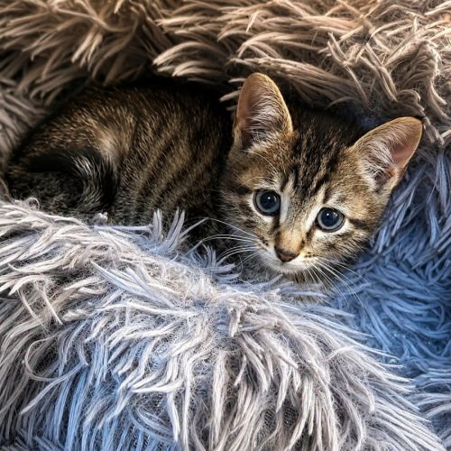 Chaton tobby #1