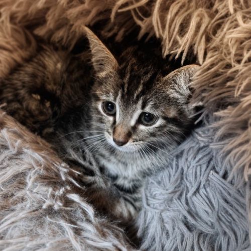 Chaton tobby #0