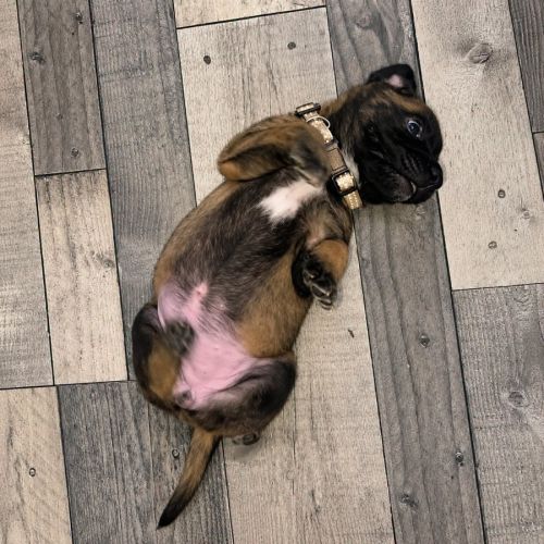 Chiot bulle #2