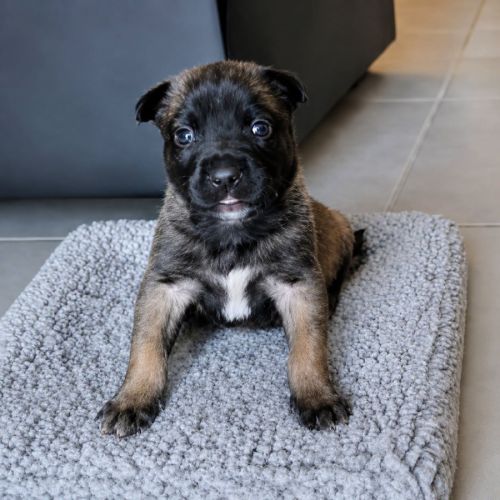 Chiot bulle #5