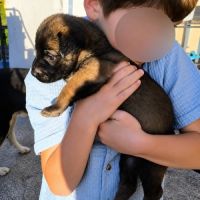 Chiot bulle #1