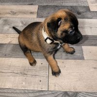 Chiot bulle #3