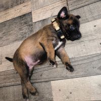 Chiot bulle