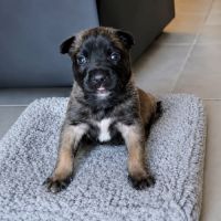 Chiot bulle #5