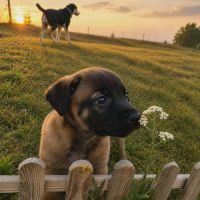 Chiot bulle