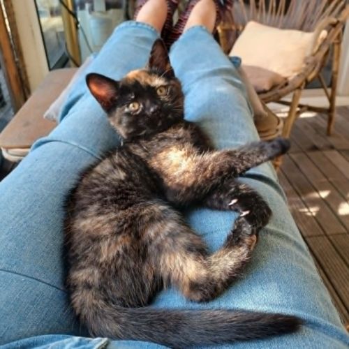 Britney une chatonne câline comme tout #6