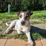 Chien louna à l adoption #3