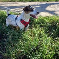 Chien louna à l adoption